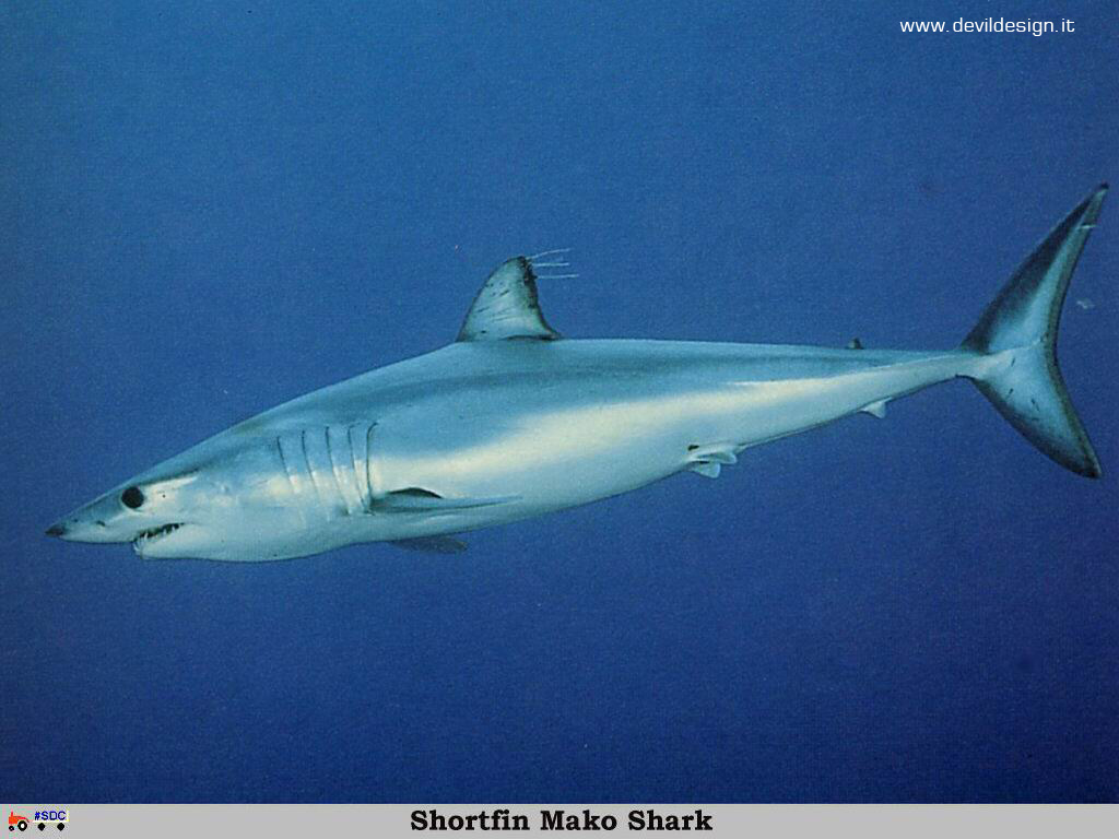 GCSR025-Shortfin_Mako_Shark copia